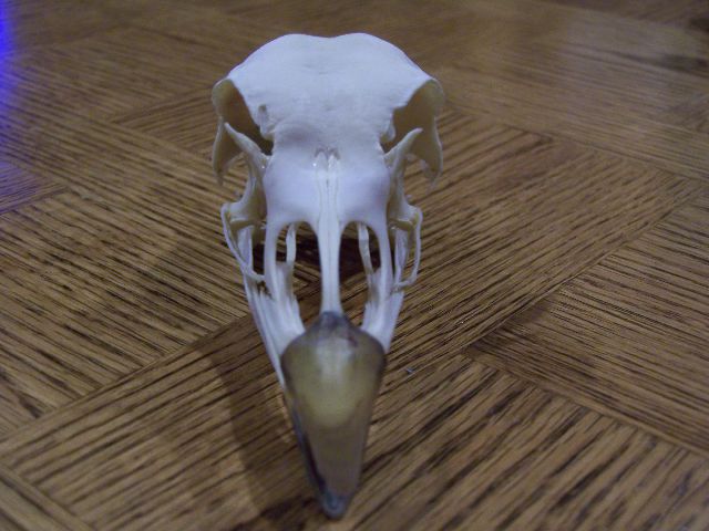 Front Skull