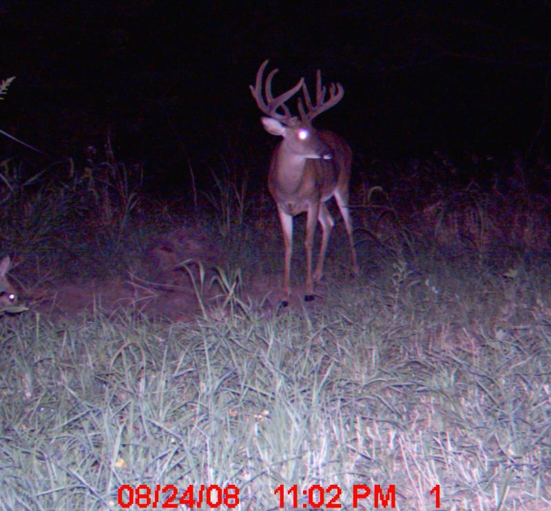 game cam 08 mccalls 001