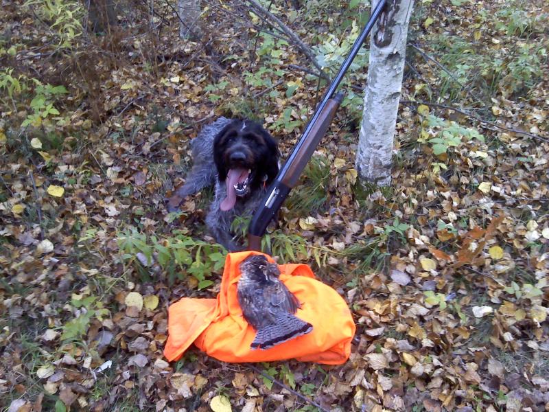 German Wirehair with a ruffed grouse