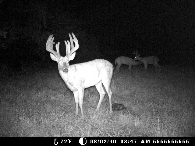 Ghost Buck