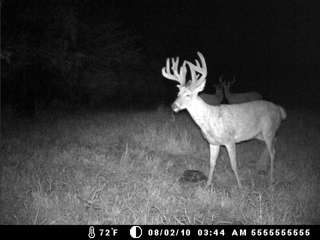 Ghost Buck