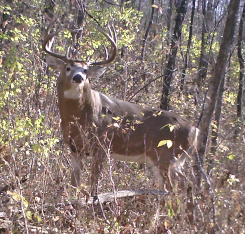 Giant 10 pt with stickers.... 35 yards at 10:40am last friday!! Didn't give me a good clear shot!