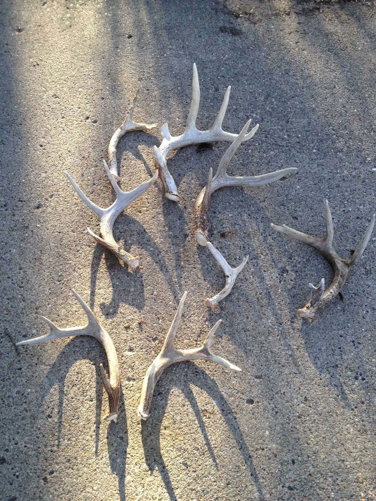 Good Day Of Shed Hunting