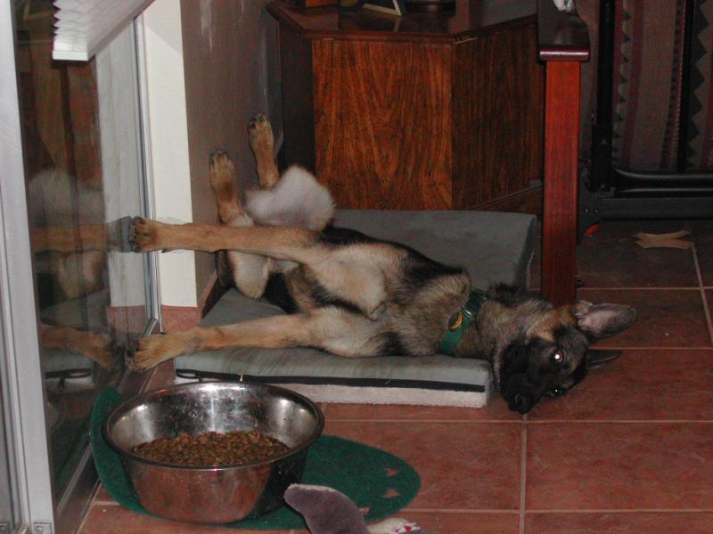 Goofy Sleeper Jake 2