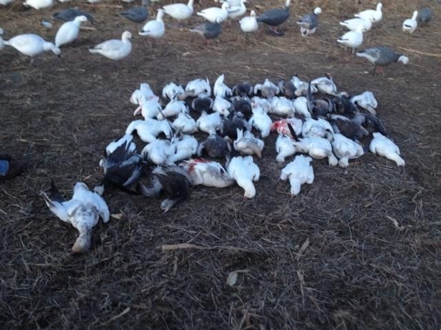 goosehunt2014