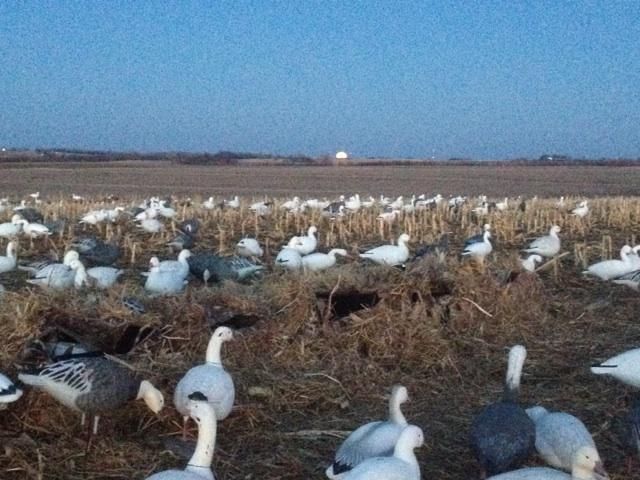 goosehuntendofday