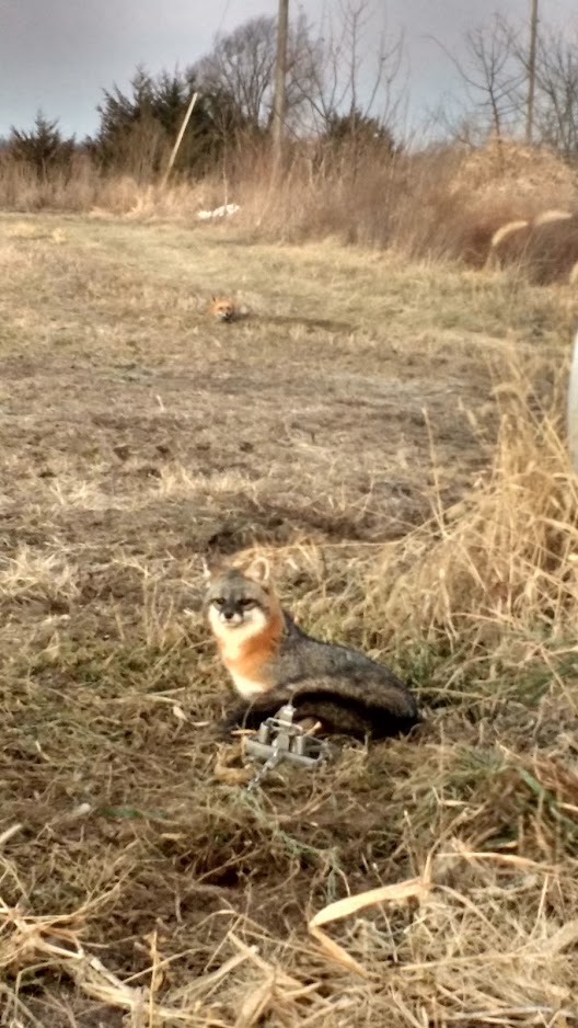 Grey Fox 12-28-16.jpg