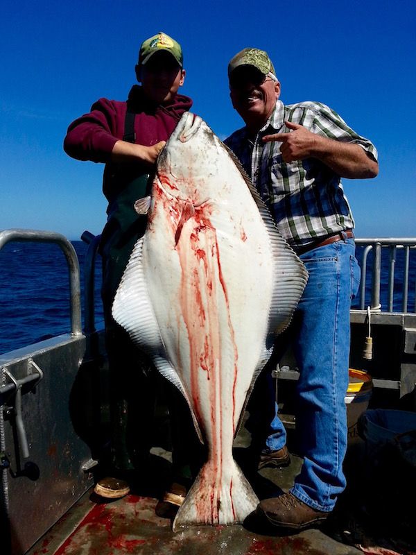 halibut