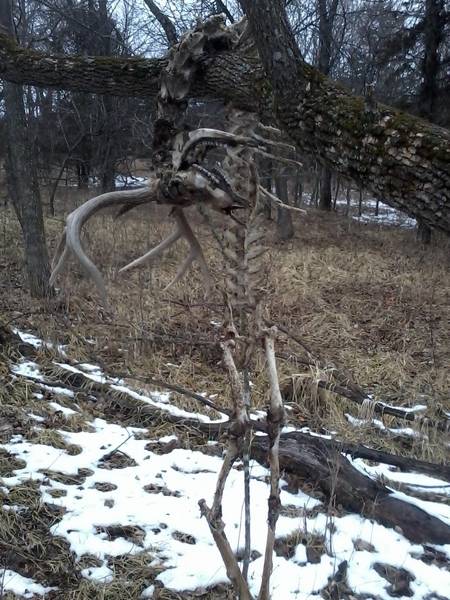 hangin deer2[1]