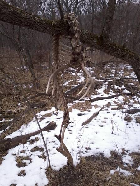 hangin deer3[1]