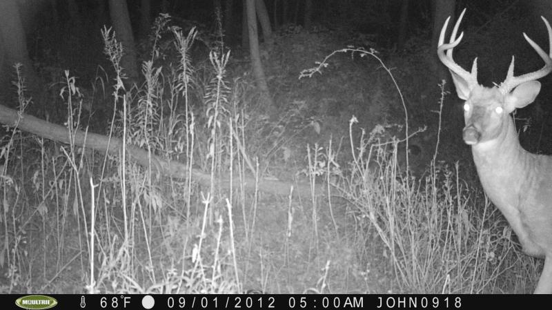 hard horned big 8 front