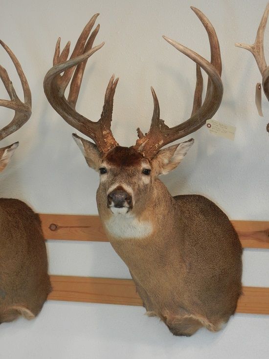 Harthoorn Buck B&C Non Typical