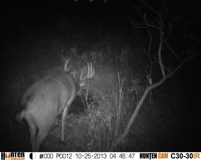 He is still a nocturnal buck to this day, according to my trail camera photos.