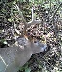 HighforkedBuck