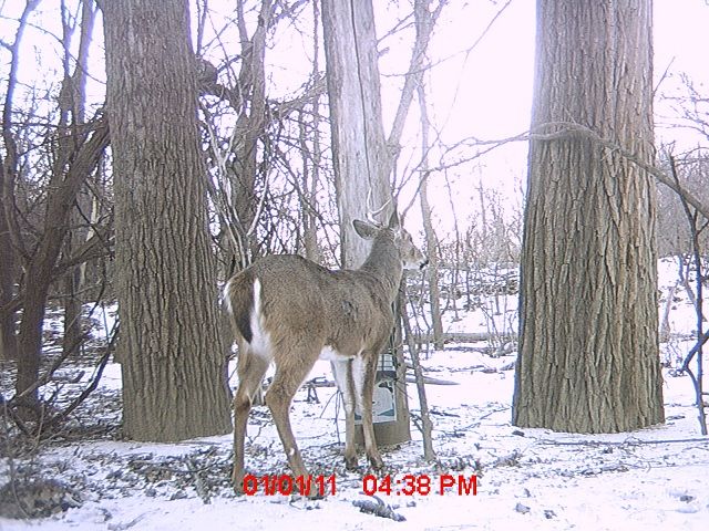 Hmm...Bobcat!