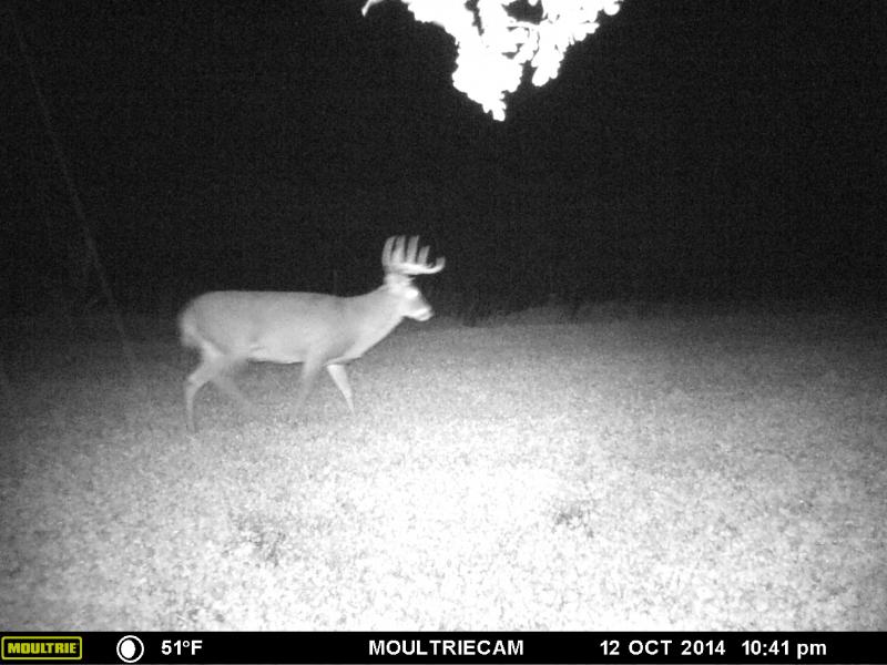 home buck 001