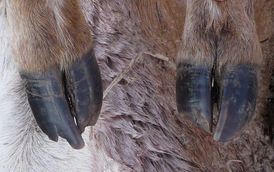 hooves