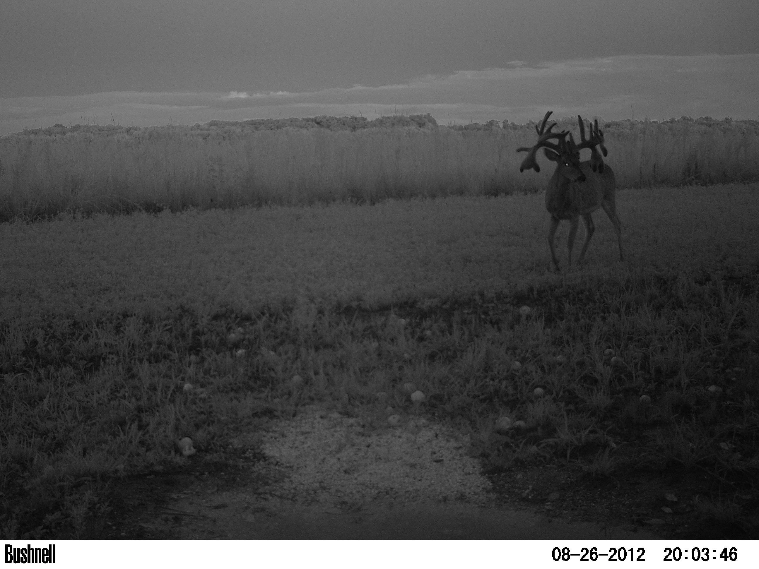 Hoss