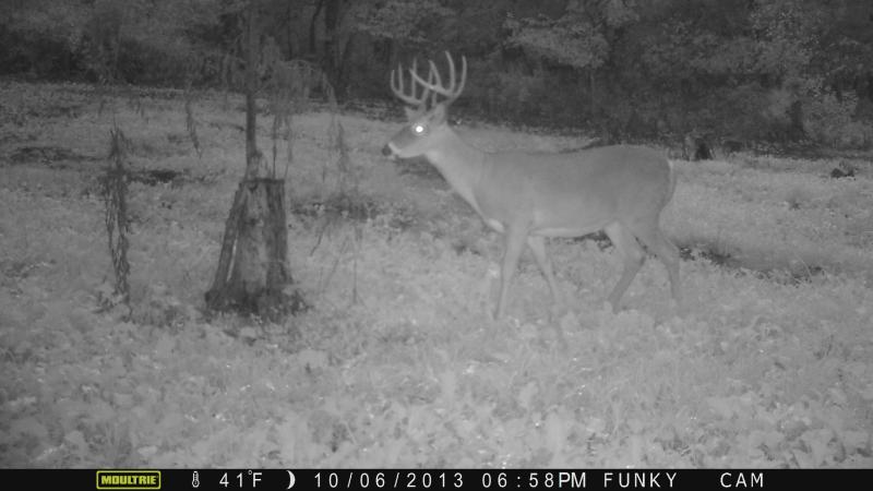 I love this deer!