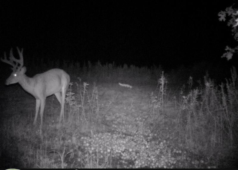 I'm calling this buck "Tall Tines" due to his rack going almost straight up.