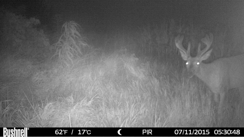 image 105511409