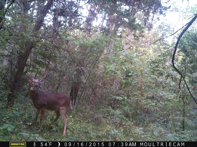IMG 0352 JPG 2015 trail cam