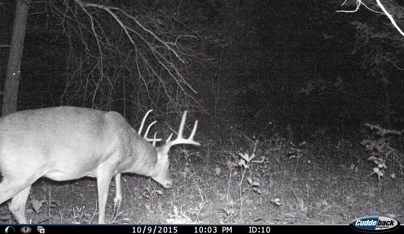 IMG 0382 2015 trail cam pic