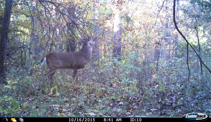 IMG 083 IMG 2015 trail cam