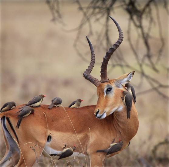 Impala