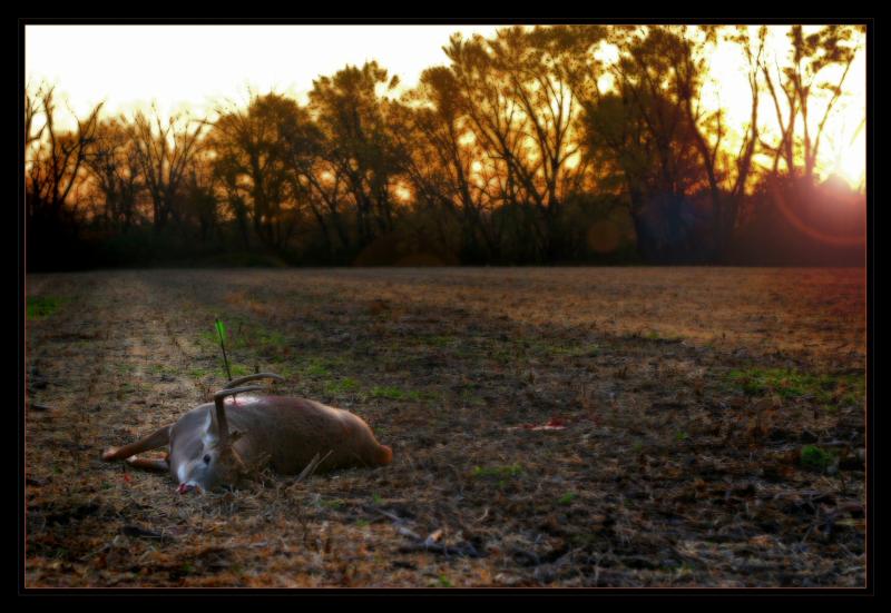 Iowa 07 harvest pic