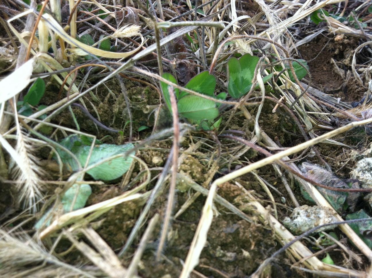 January Greens