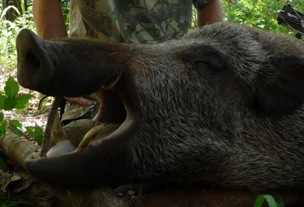 JD's Tusks up close