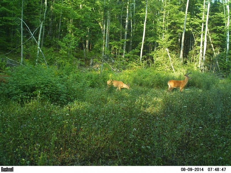 Jr, 5.5 early Aug
