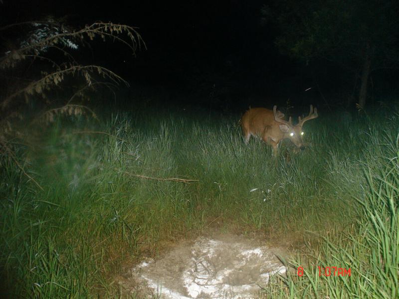 july buck, south hills 002