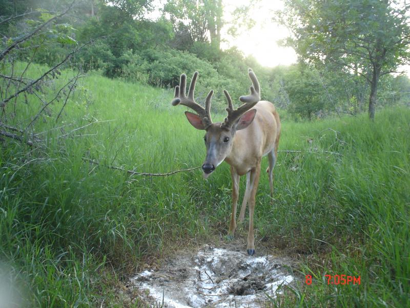 july buck, south hills 011