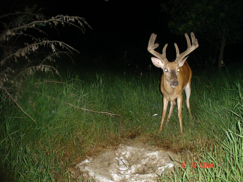 july buck, south hills 029