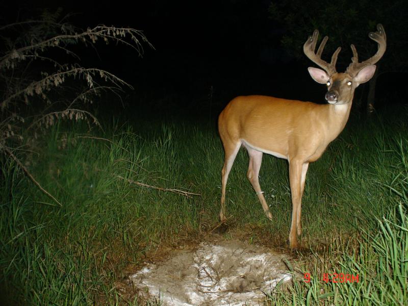 july buck, south hills 041