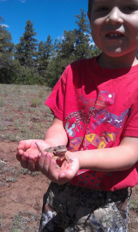 JW Horned Lizard