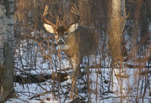 KayserWhitetail buck