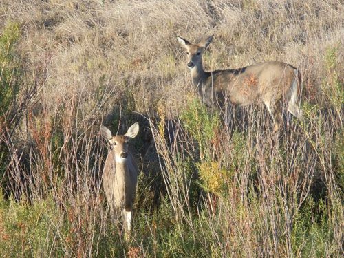 KayserWhitetail does
