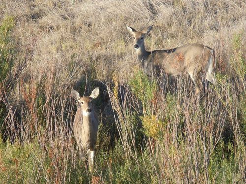 KayserWhitetail does