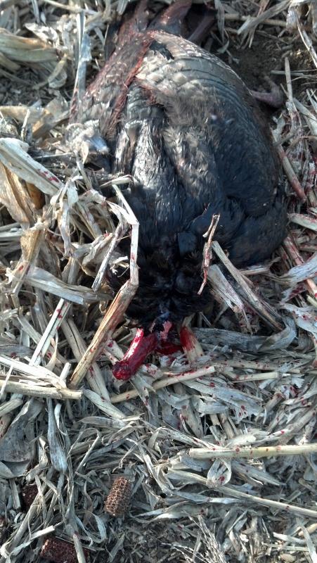 Kiana's turkey body