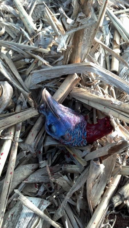 Kiana's turkey head