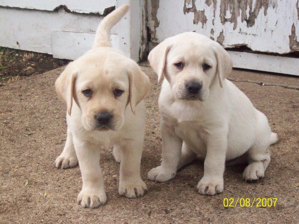 Lab Pup