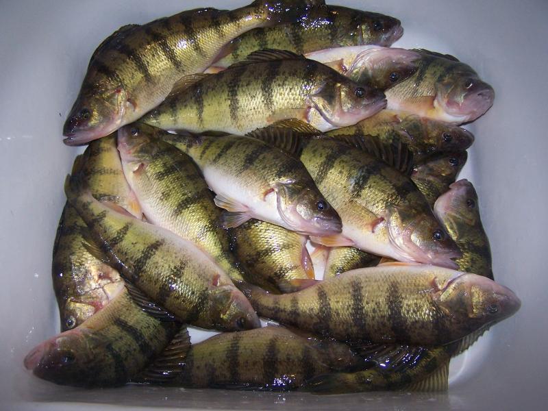 Lake Louisa perch