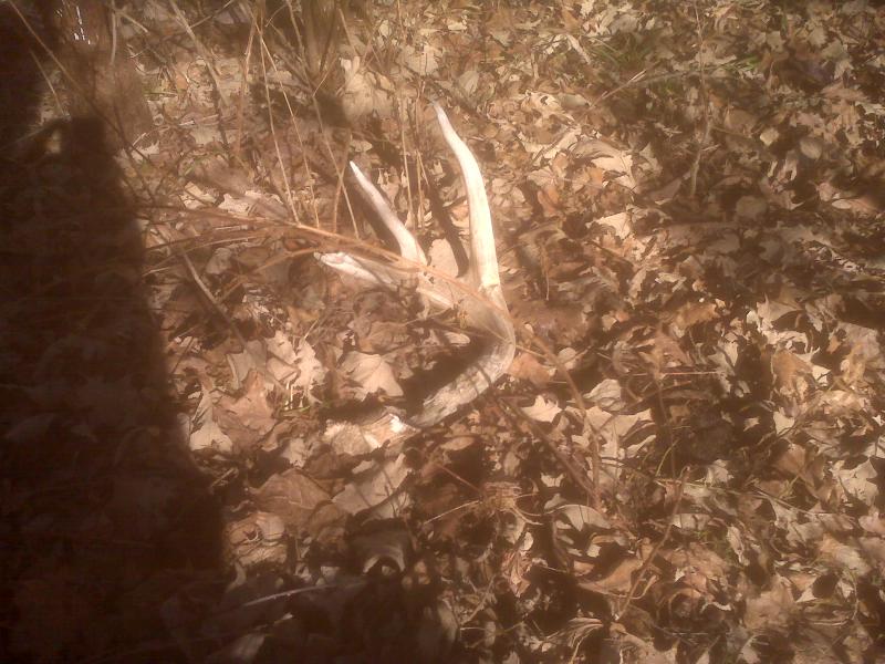 Last years shed, lots of rat damage.  Walked by this spot at least 10 times this season and just found it this past Saturday.