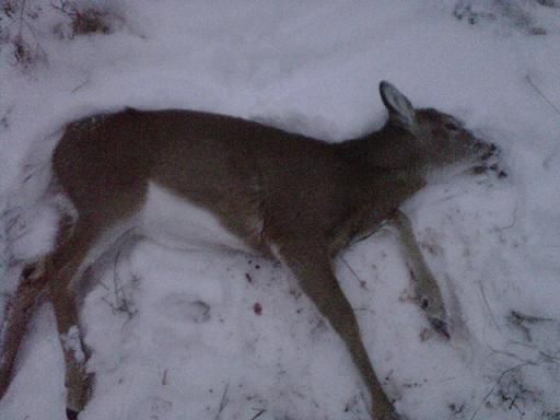 Late Muzzy Deer