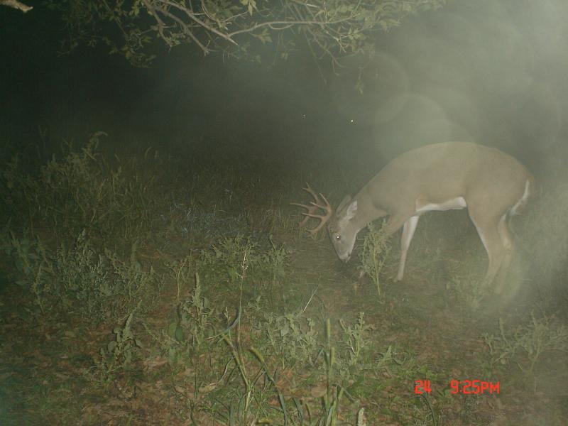 late september scrape, east property 050