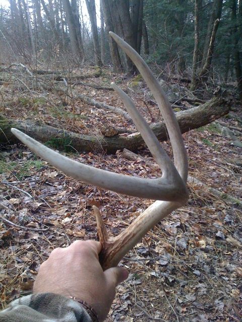 Left side of 8 I found within 40 yards of my antler trap.