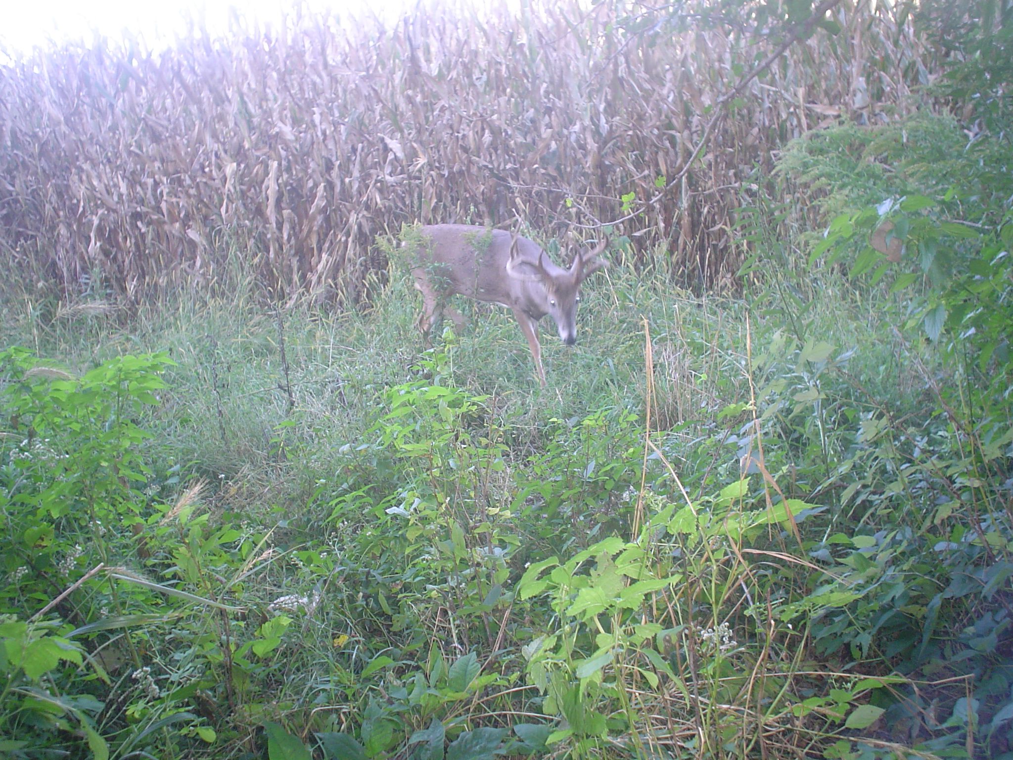 loess hills 2010 006